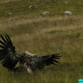 vautour-fauve-vercors-sud-08981.jpg