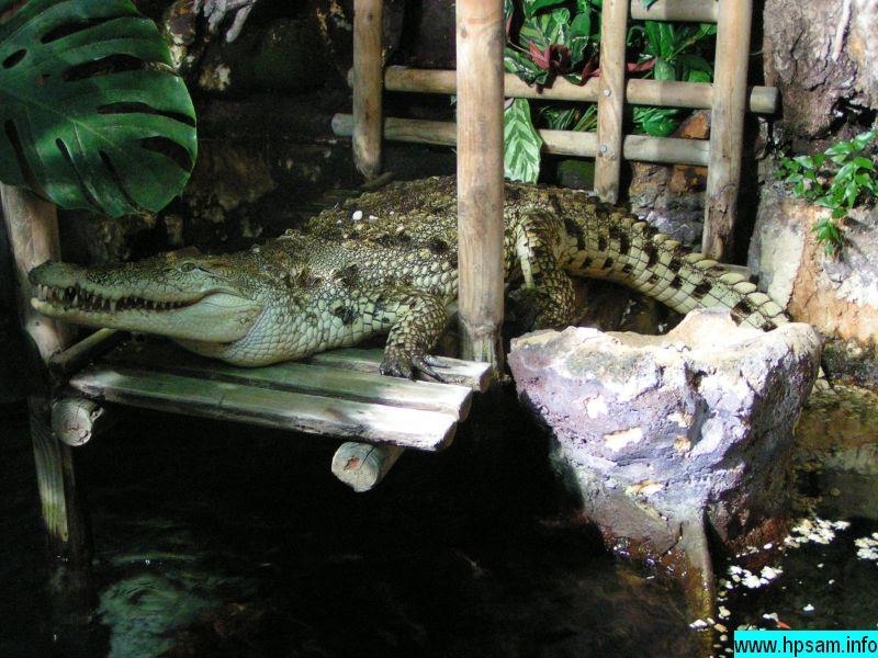 crocodile-4758-vannes-aquarium.jpg