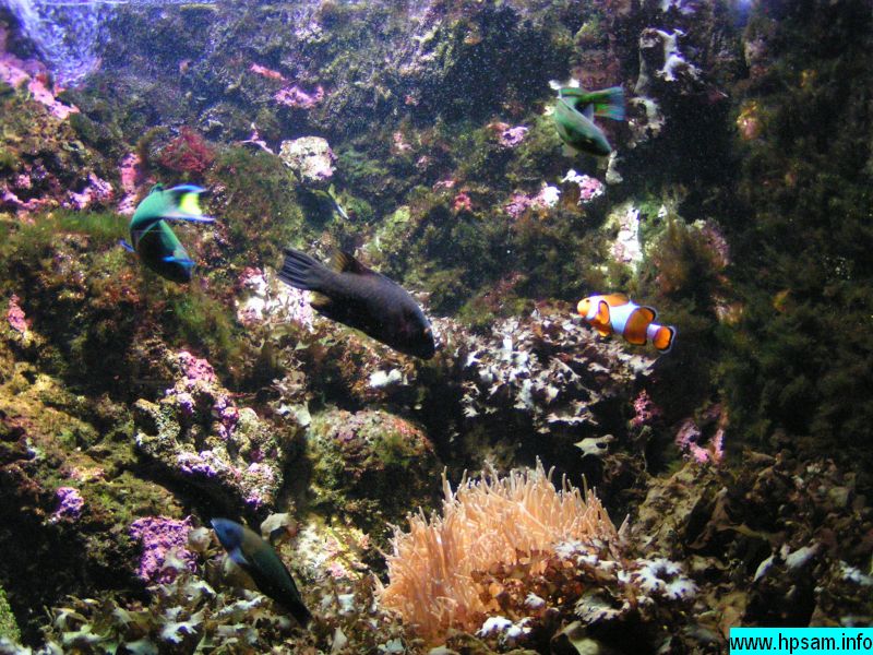 poissons-04729-vannes-aquarium.jpg