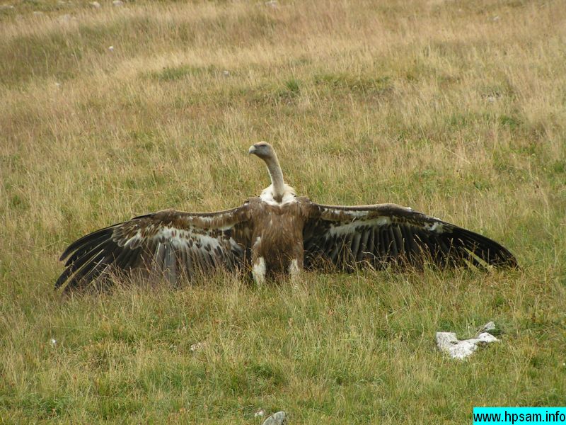 vautour-fauve-vercors-sud-08982.jpg