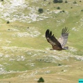 vautour-fauve-vercors-sud-08991.jpg