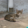 chat-espagne-2004-01-guadix