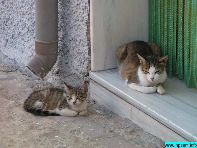 chats-espagne-2004-02-guadix.jpg
