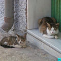 chats-espagne-2004-02-guadix