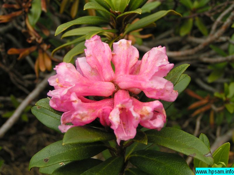 fleur-rhododendron-02327.jpg
