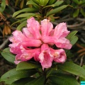 fleur-rhododendron-02327.jpg